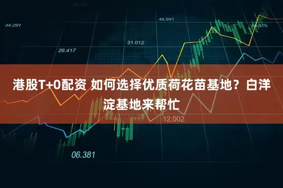 港股T+0配资 如何选择优质荷花苗基地？白洋淀基地来帮忙